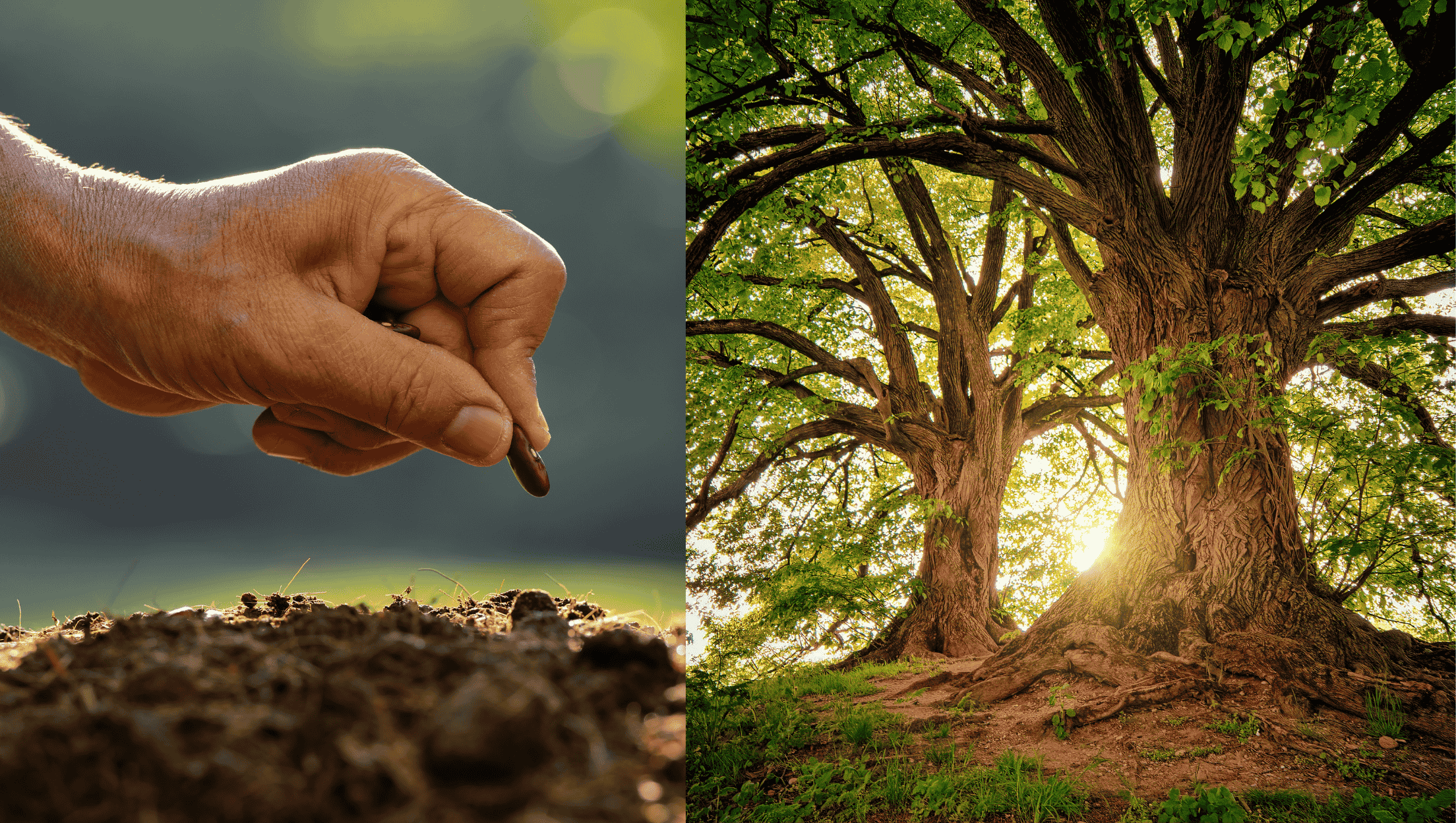 Two images, one of a seed and the other of a full grown forest, a metaphor for growing a brand.